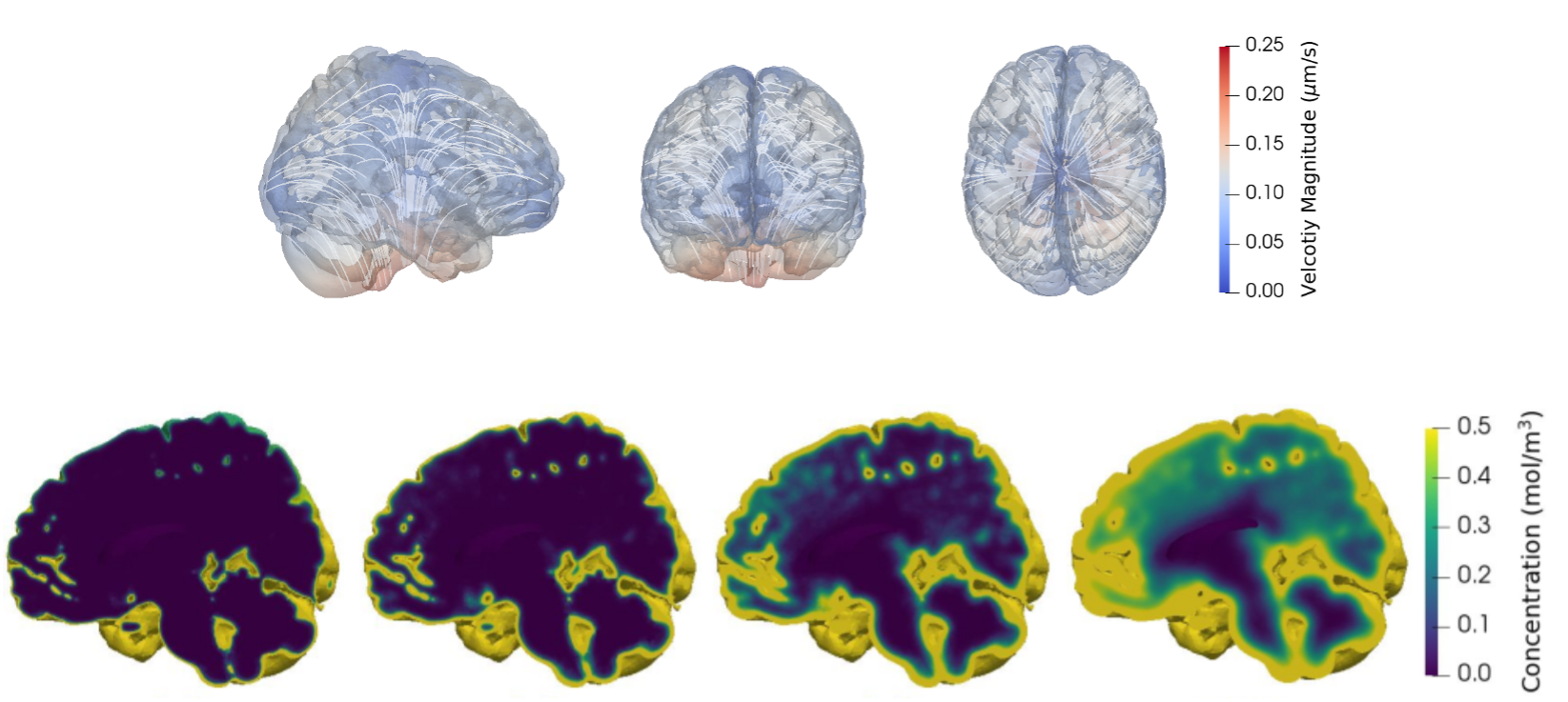 biomedical computing and brain simulation